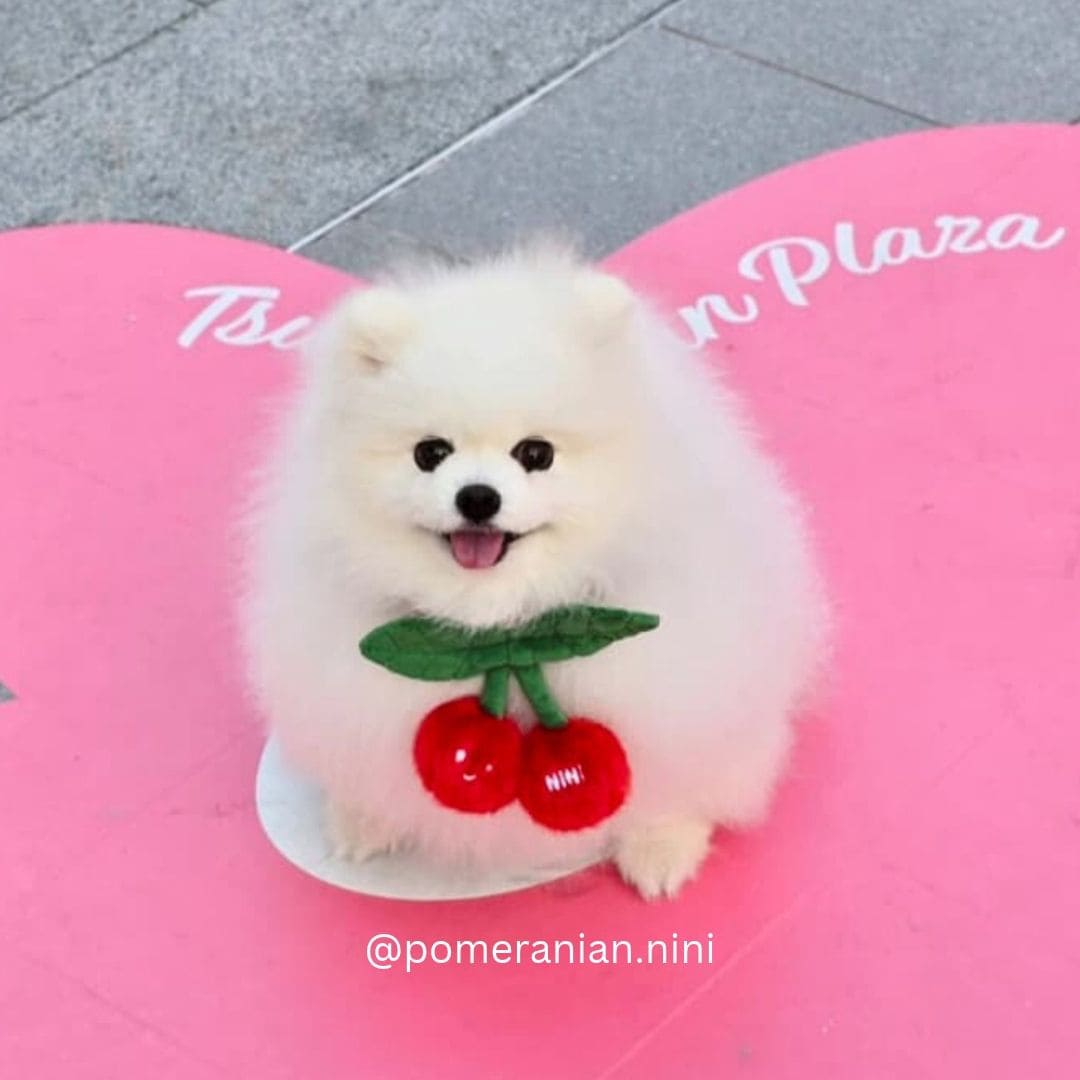 Cherry - Pet Bib