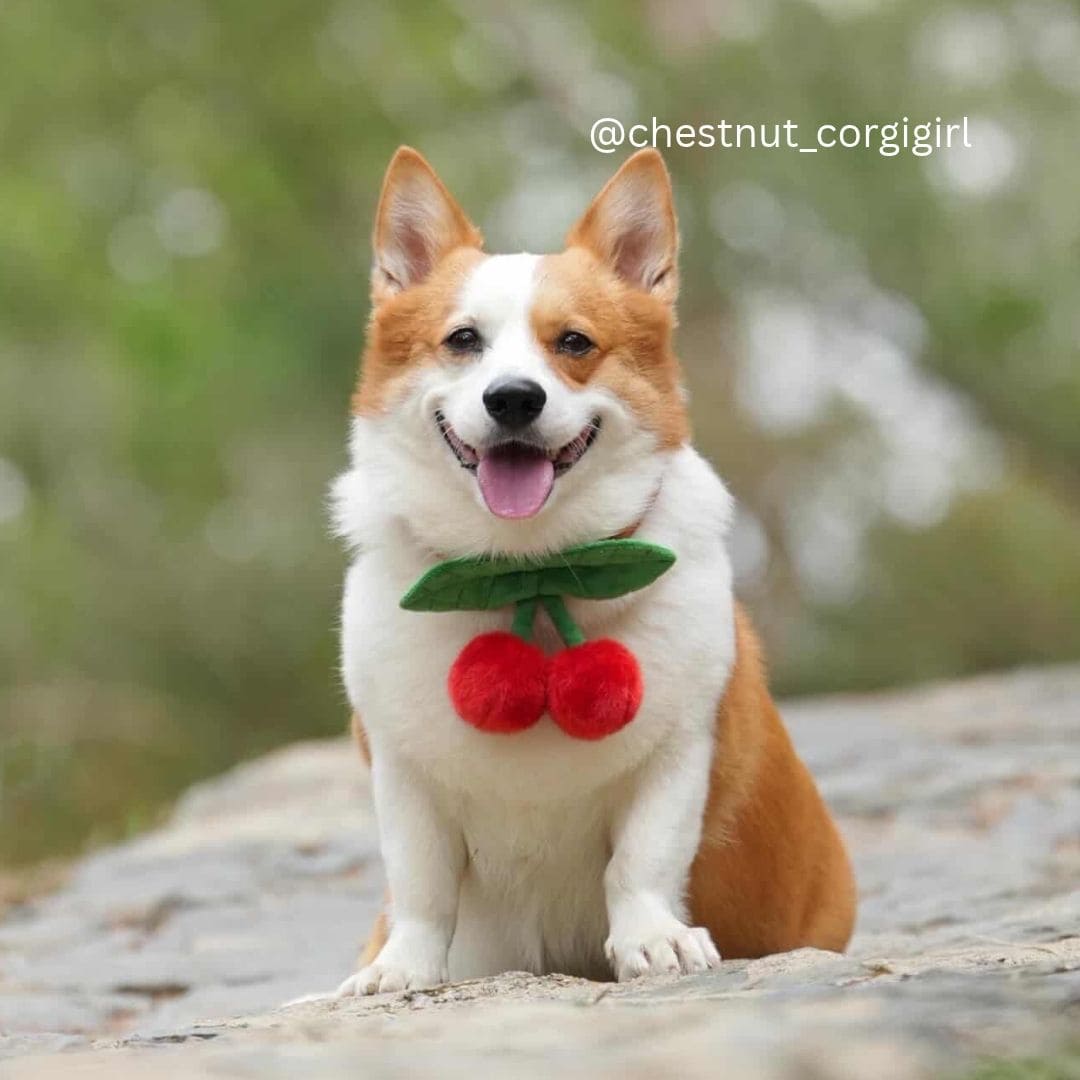 Cherry - Pet Bib