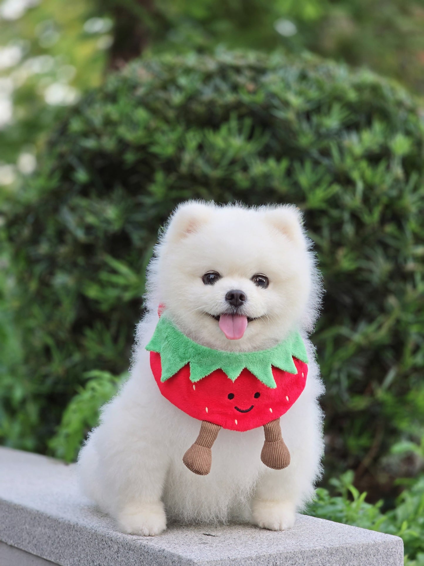 Strawberry - Pet Bandana