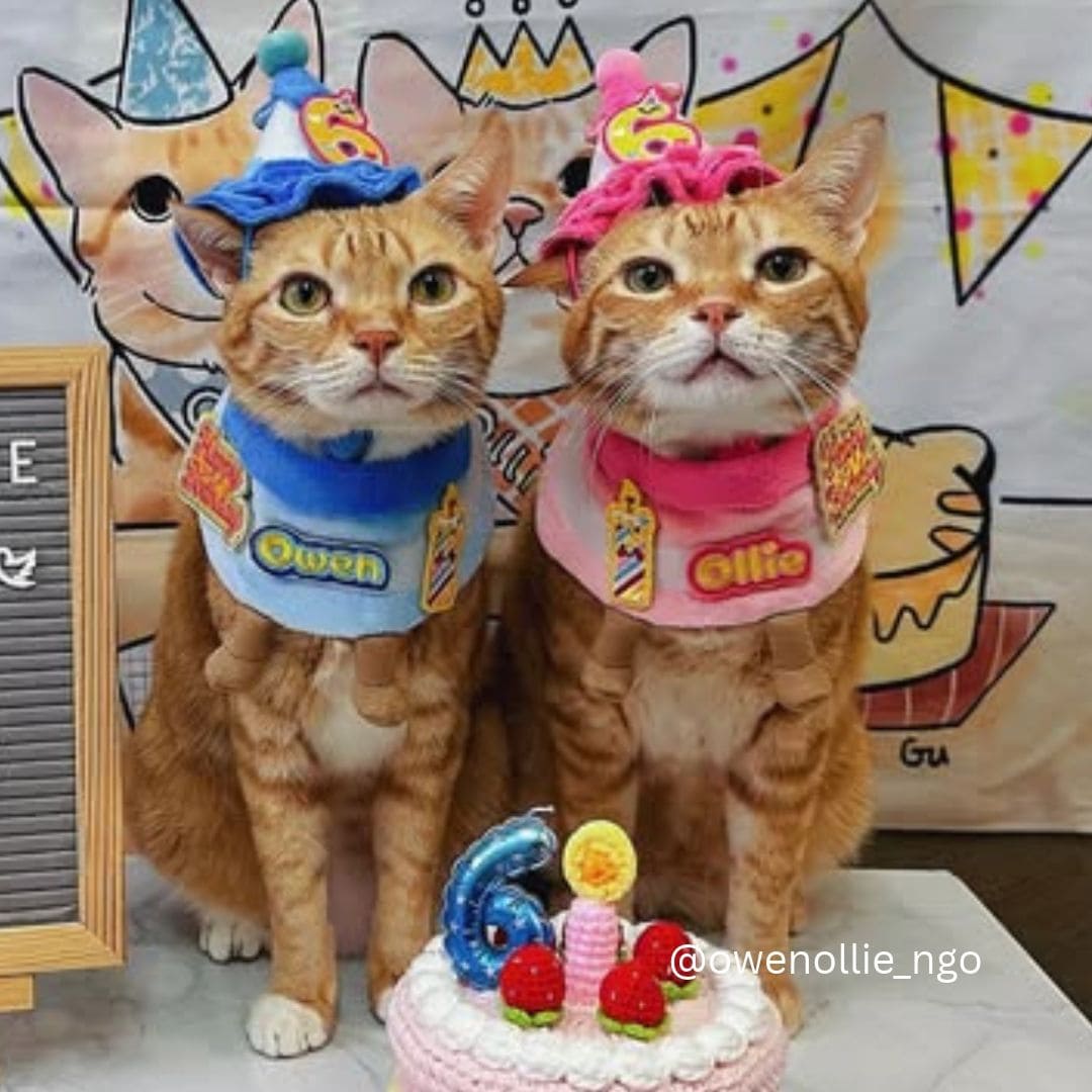 Birthday Cake Bib Set (Pink)