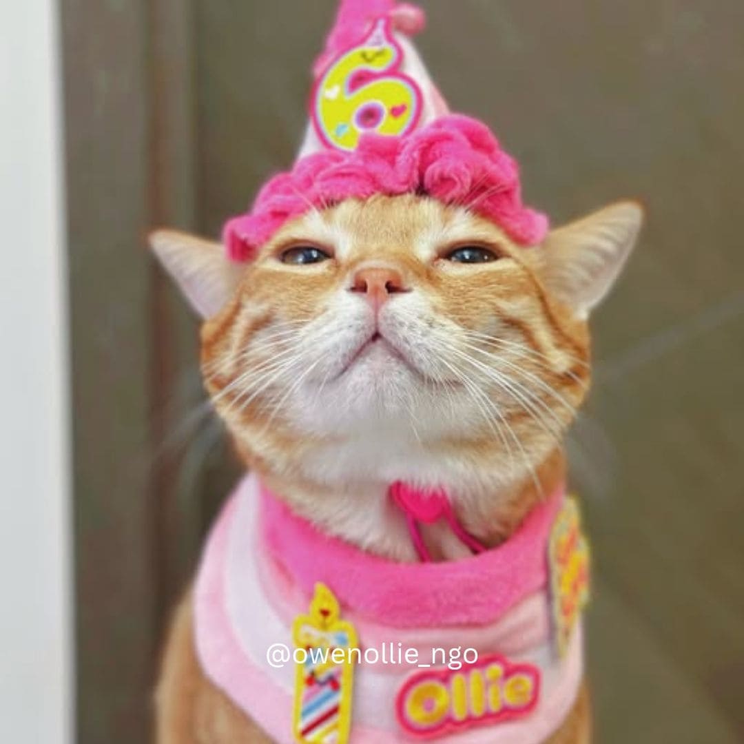 Birthday Cake Bib Set (Pink)