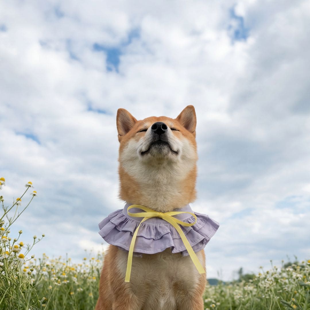 Summer Whisper (Lavender) - Pet Bib