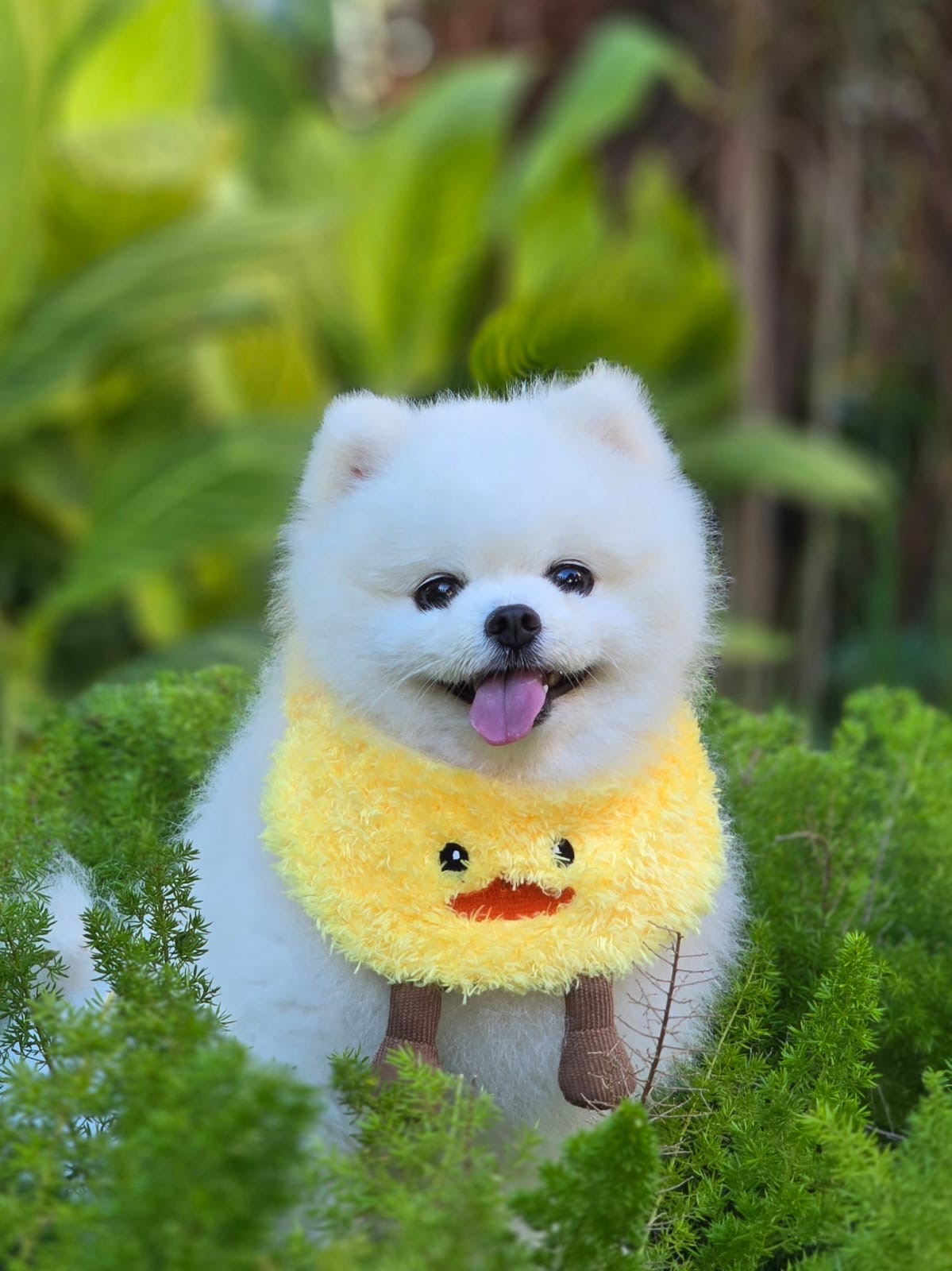 Yellow Duck - Pet Bandana