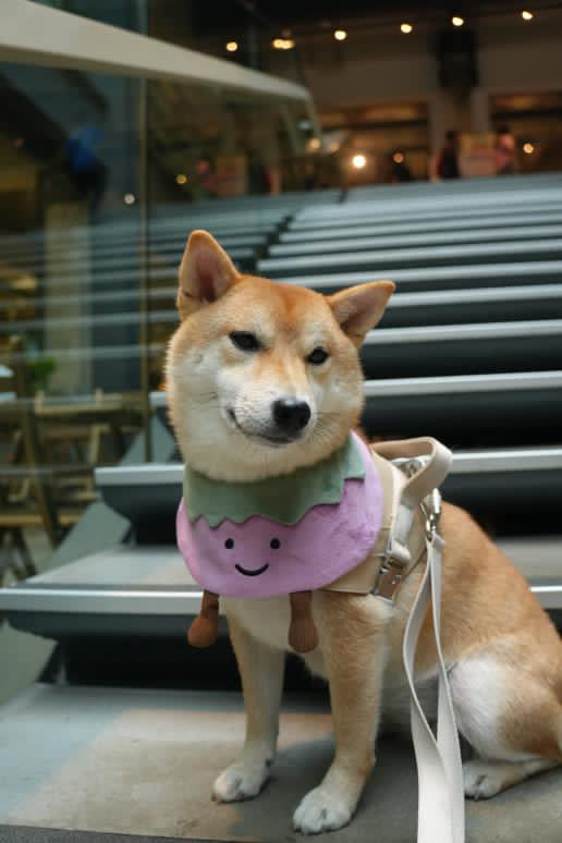 Eggplant - Pet Bandana