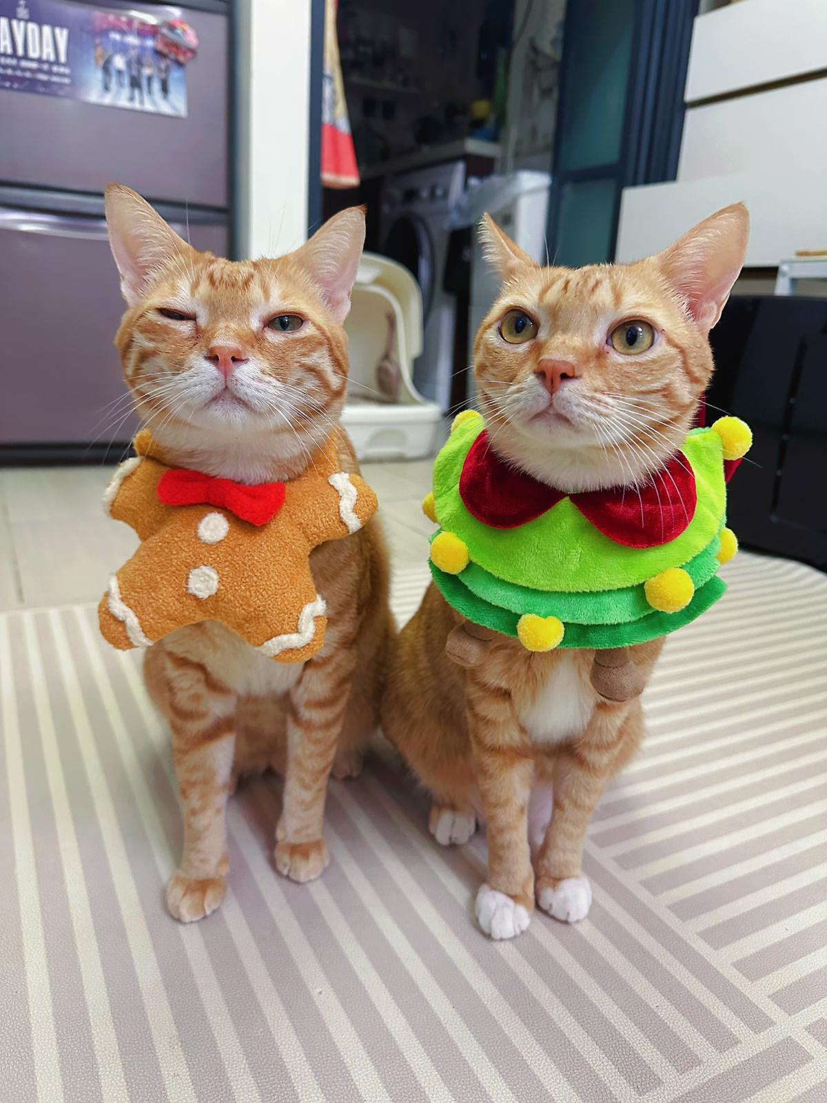 Gingerbread Man - Pet Bib