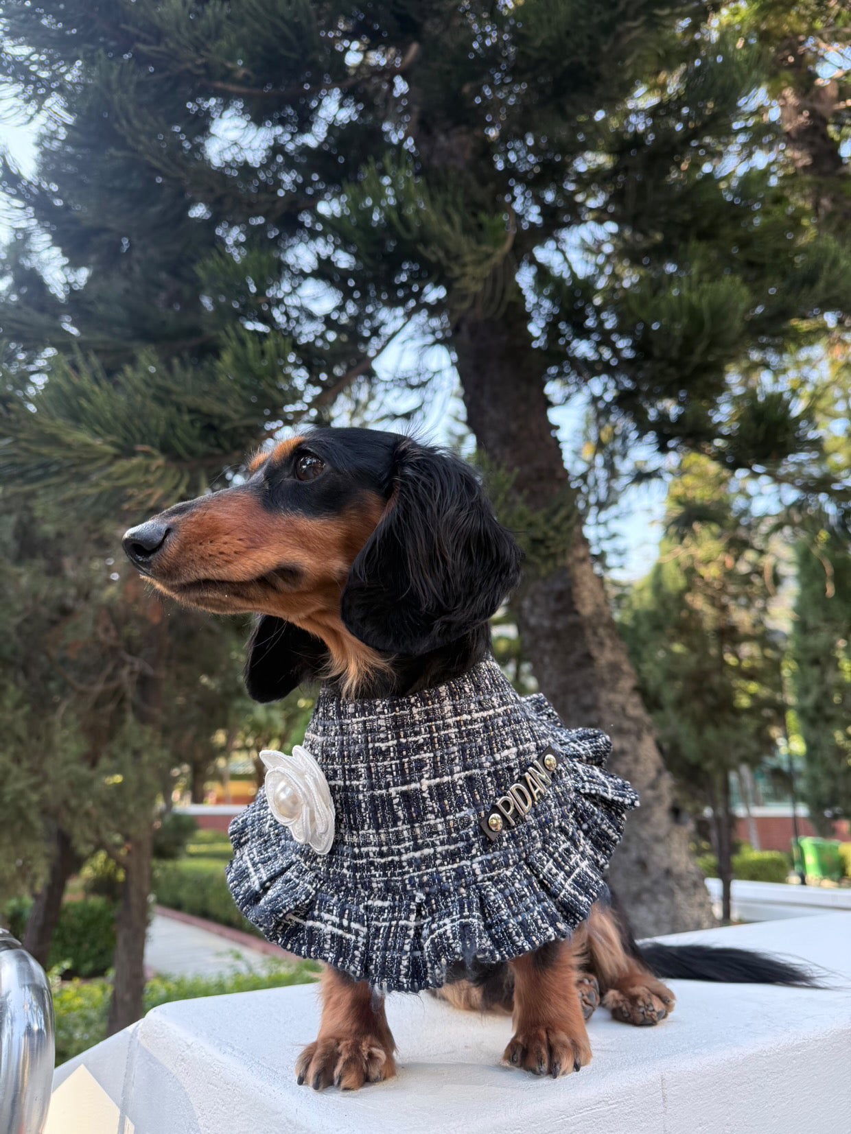 Custom Pet Bandana - Elegance In Blue