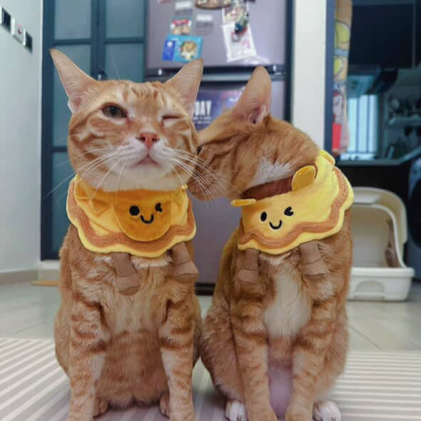 Double Egg Yolks Mooncake - Pet Bib