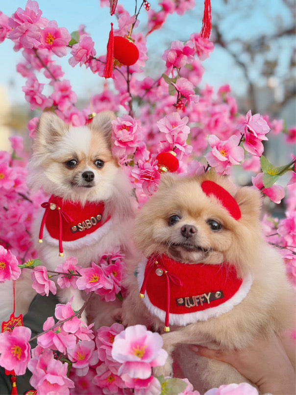 Custom Pet Bandana - Chinese Red