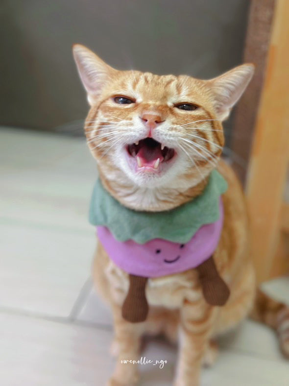 Eggplant - Pet Bandana