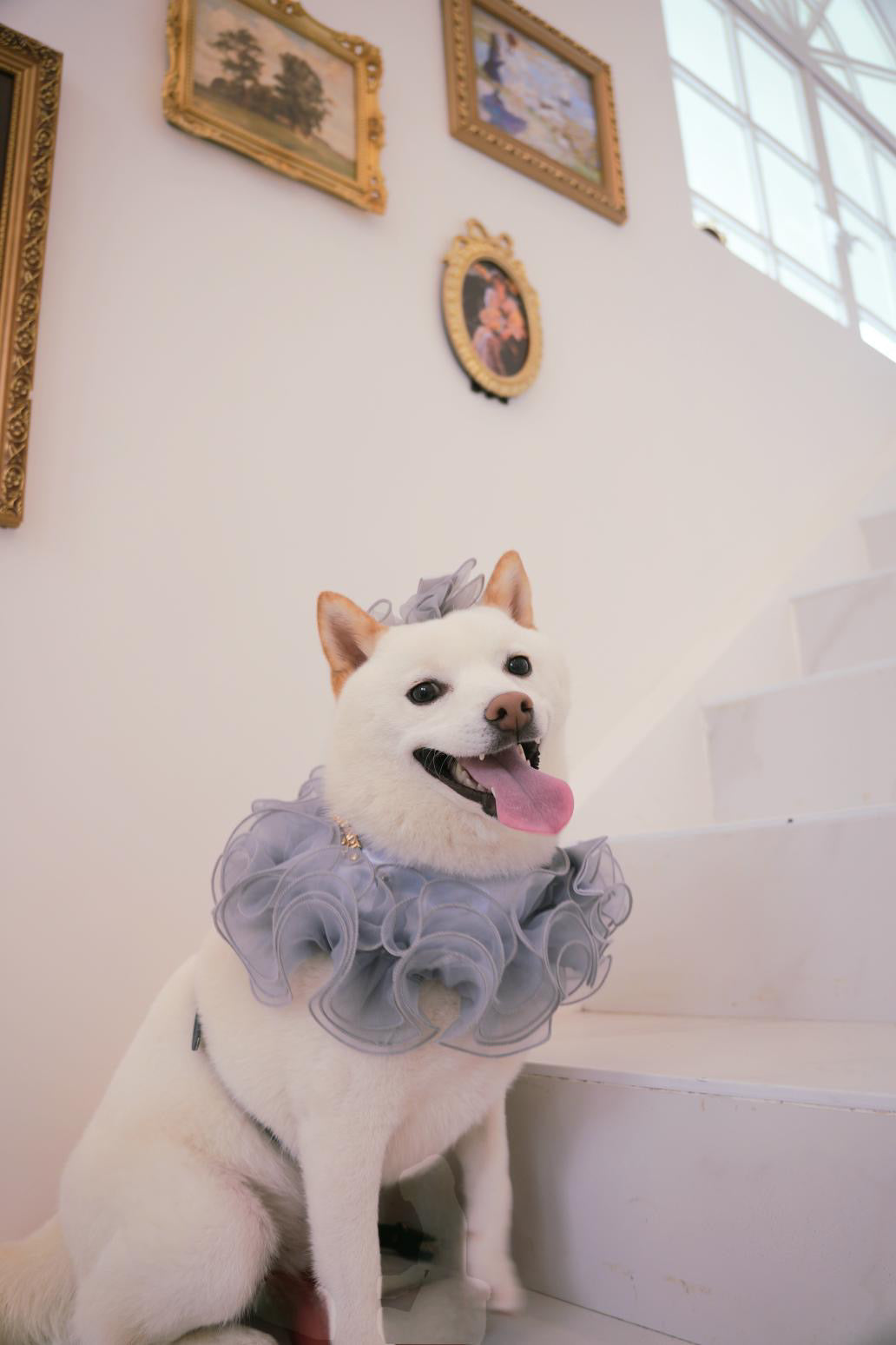 Royal Satin Bloom Grey - Custom Pet Bandana