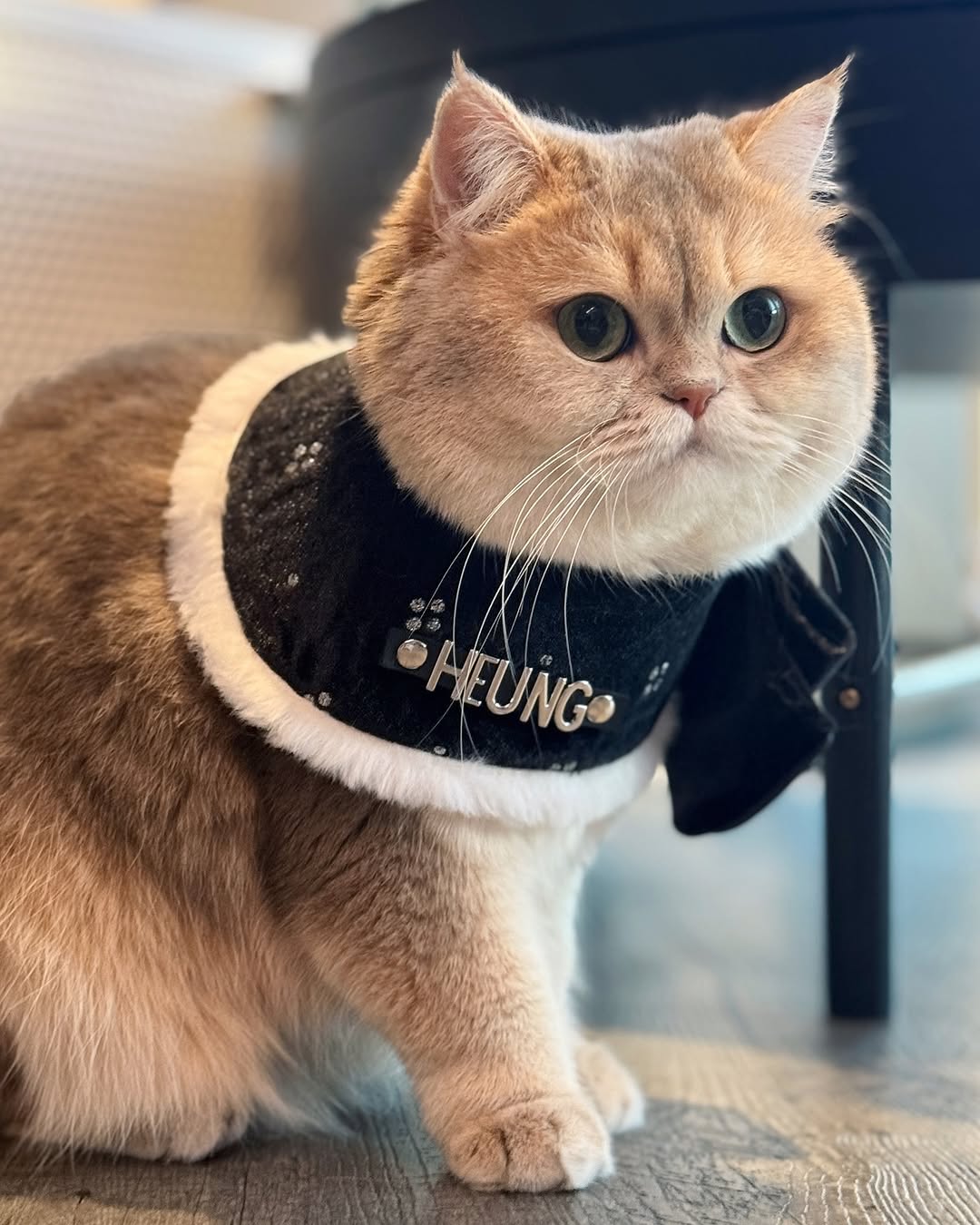 Custom Pet Bandana - Starry Velvet