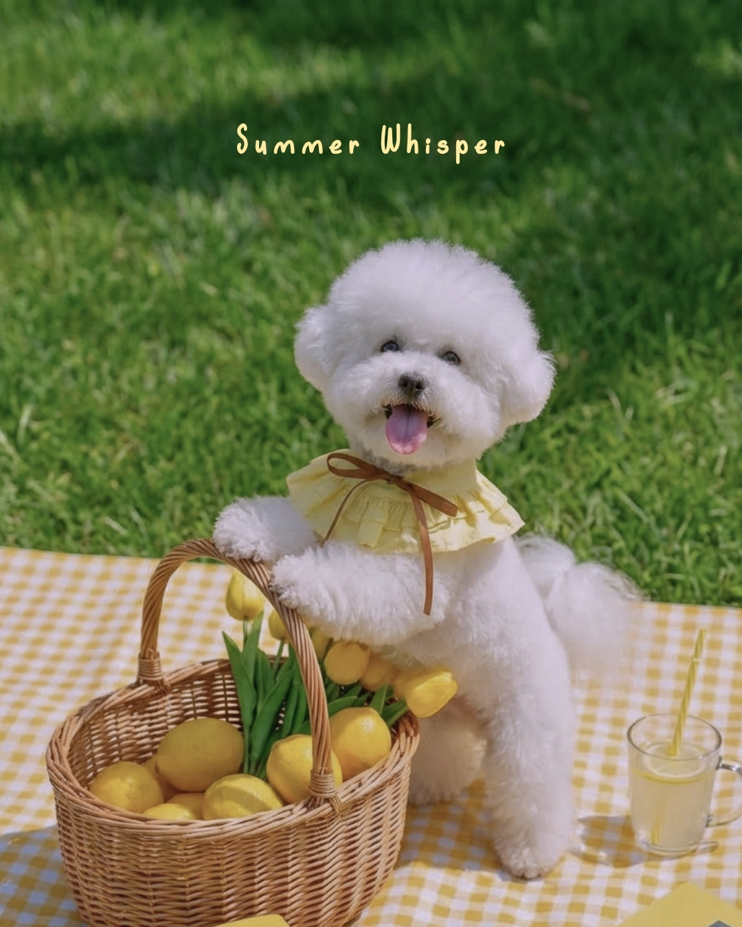 Summer Whisper (Honey) - Pet Bib